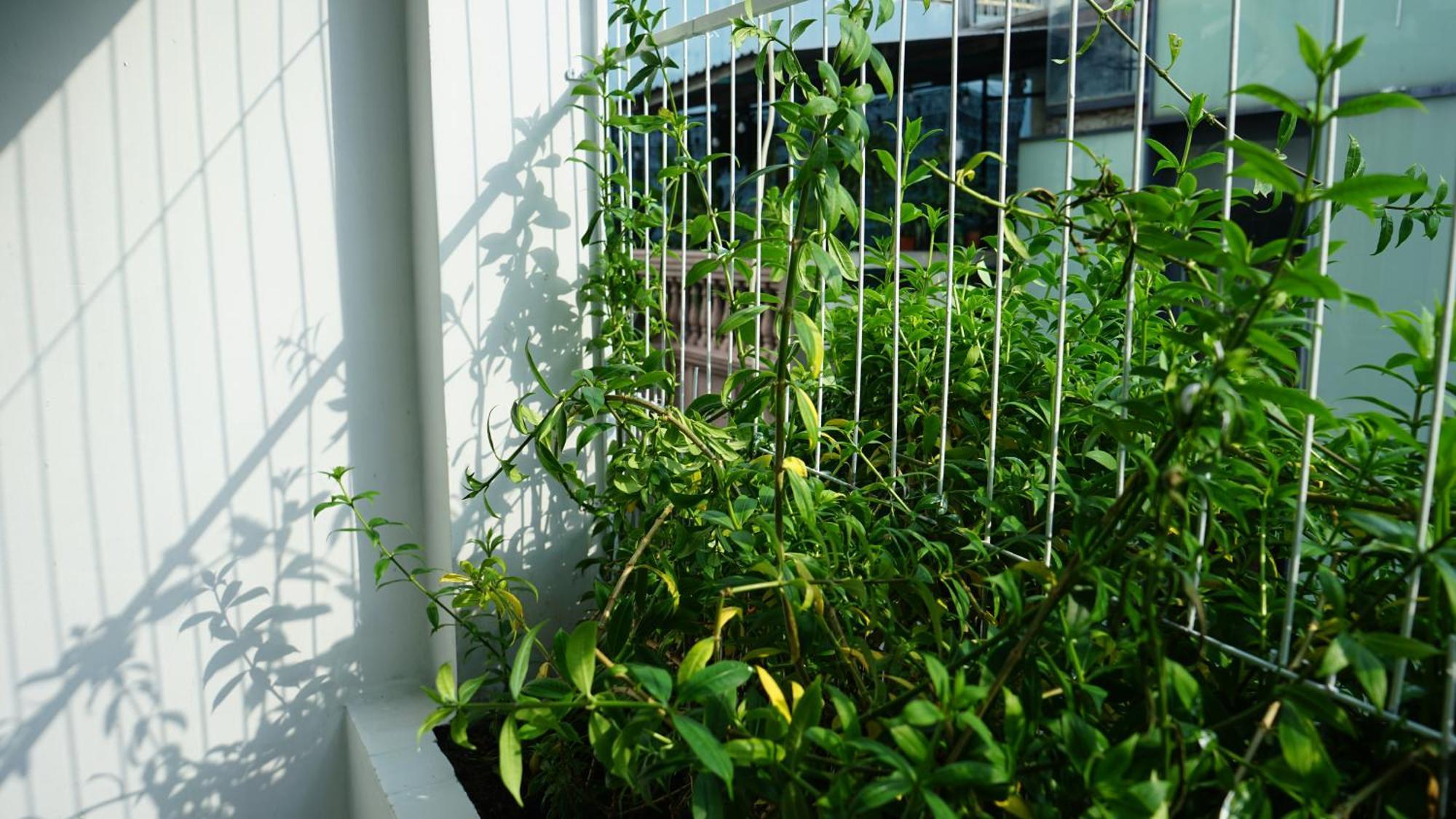 Maiam Homestay Ho Chi Minh City Bagian luar foto